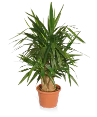 Pianta