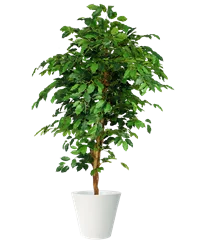 Pianta