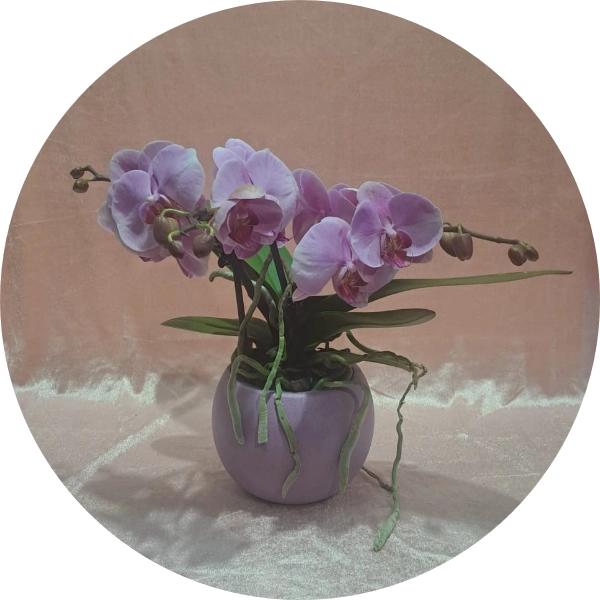 Phalenopsis