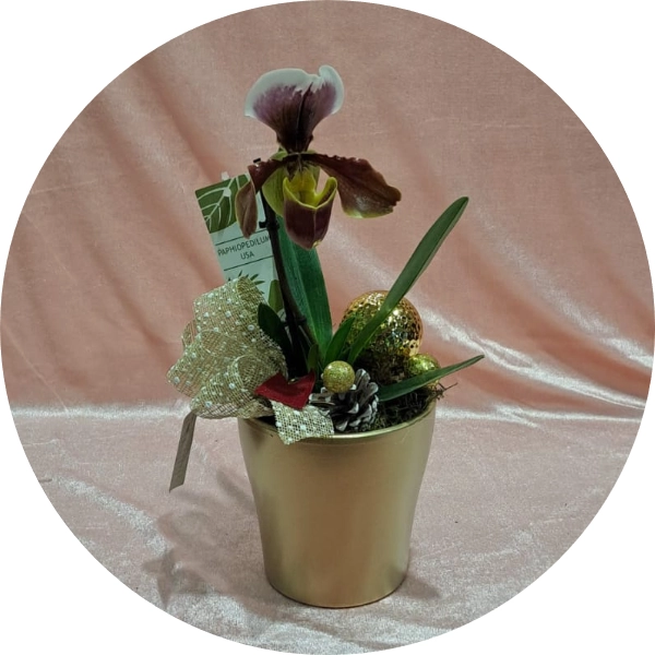 Paphiopedilum