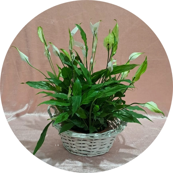 spathiphyllum