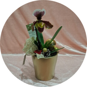 Paphiopedilum  in vaso