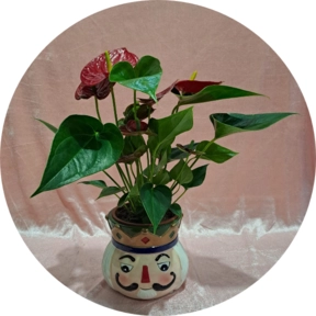 Pianta Anthurium 