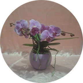 Phalenopsis  in vaso